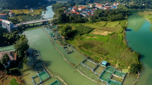 Hướng đi đúng trong việc nuôi cá lồng trên sông bằng lồng treo tại huyện Văn Quan.